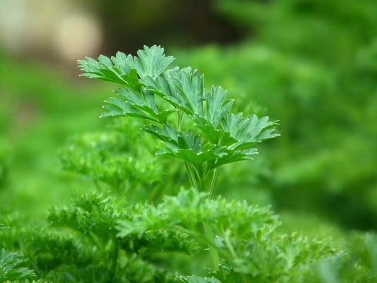 Parsley Juicing For Allergies