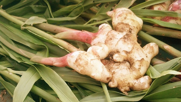 Ginger Natural Anti Inflammatory Juices