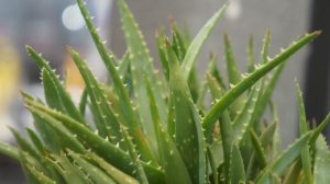 Aloe vera plant is easy to grow and has been used for centuries to treat a number of ailments